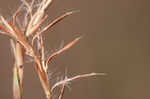 Little bluestem